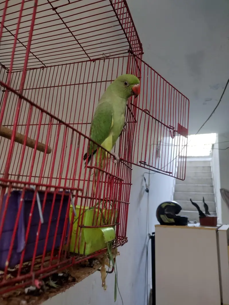 Hand tame talking parrot — photo 2