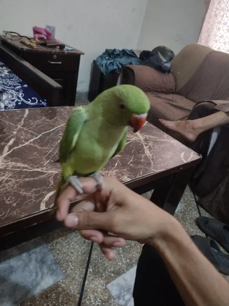 Hand tame talking parrot — photo 3