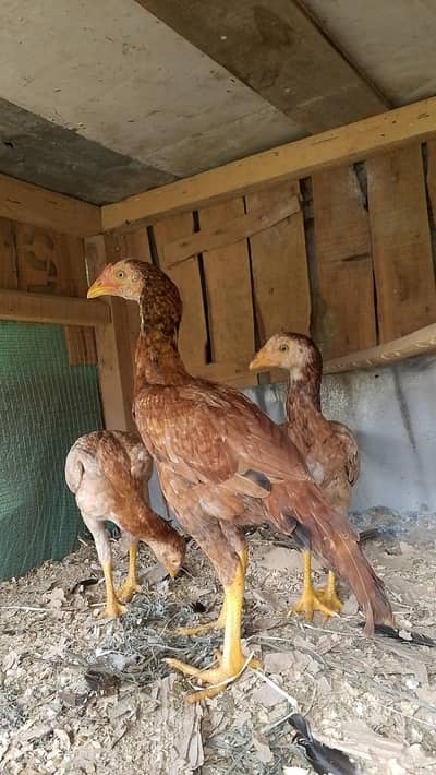 PEELA CHITPARA pair  PEELi breed