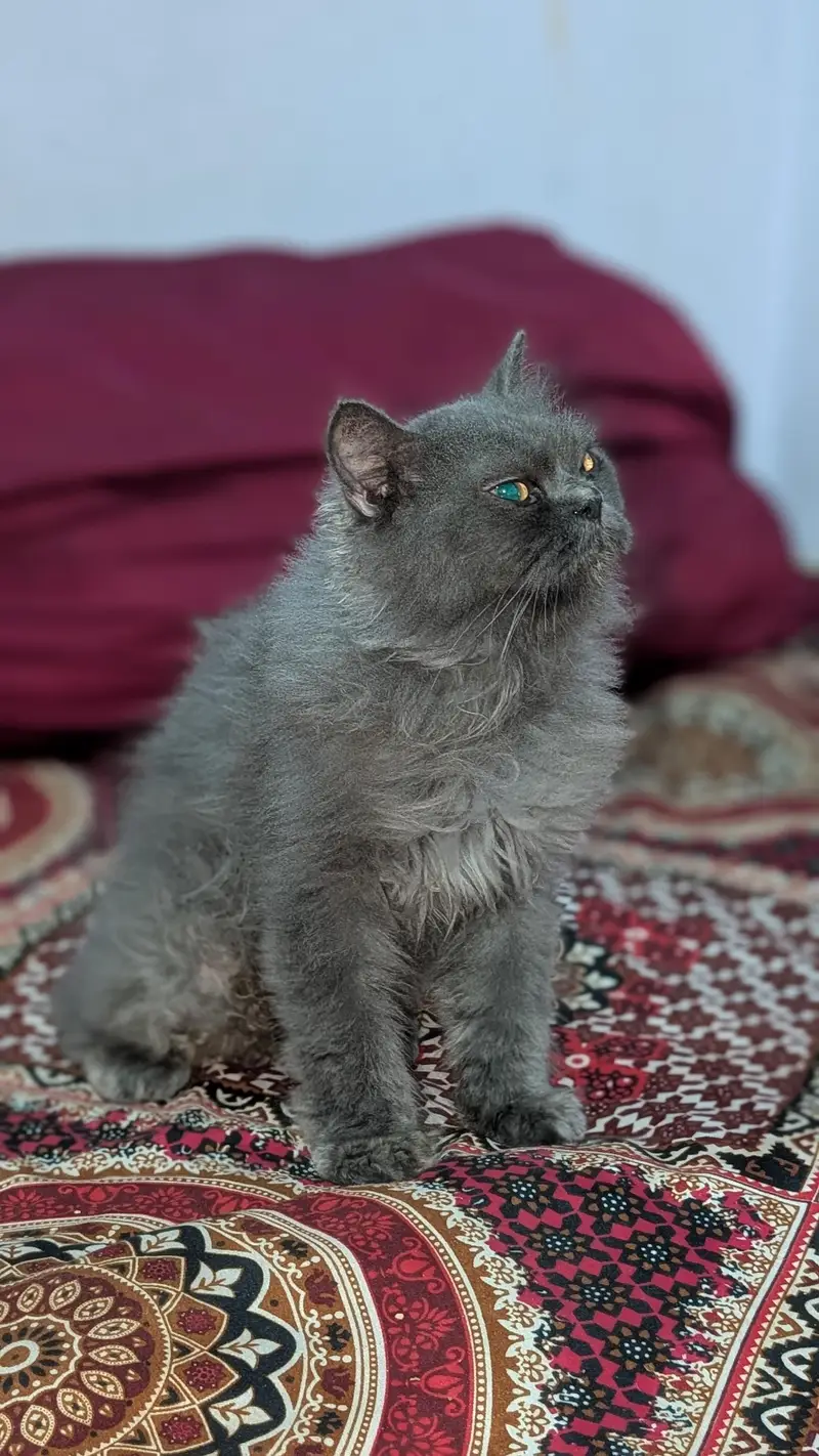 Persian cat for sale — photo 4