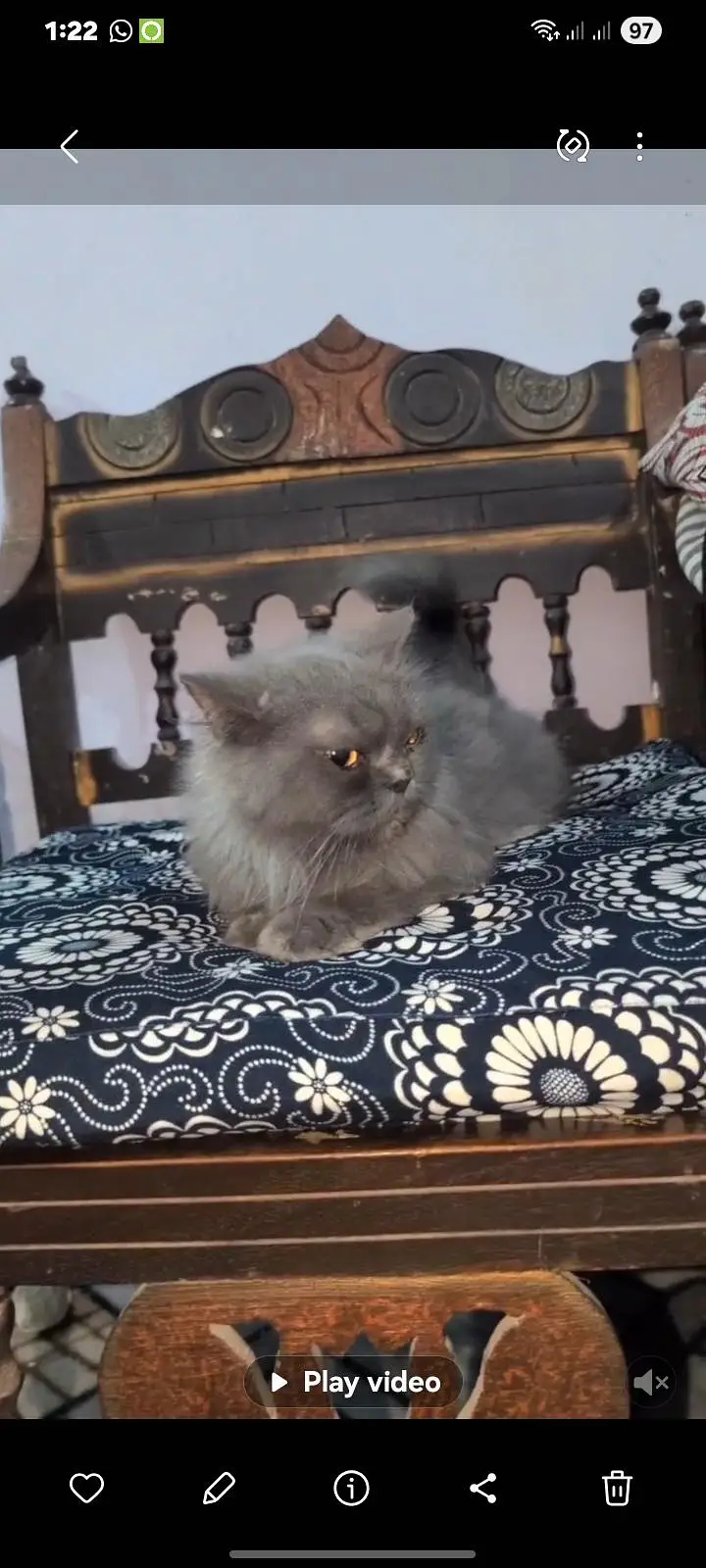 Persian cat for sale — photo 5