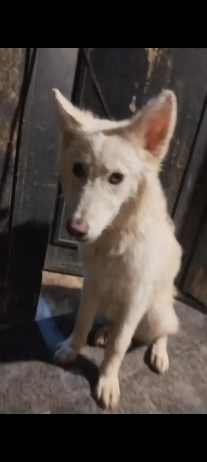 swiss shepherd 8 month female available — photo 3