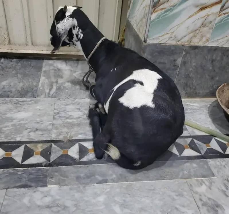 goats 0