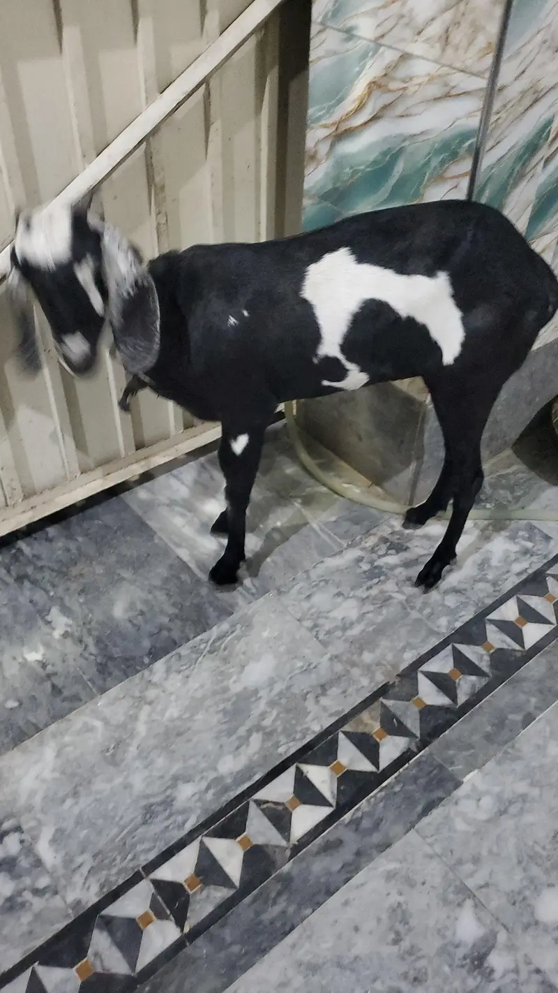 goats — photo 2