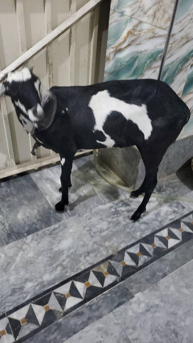 goats 2