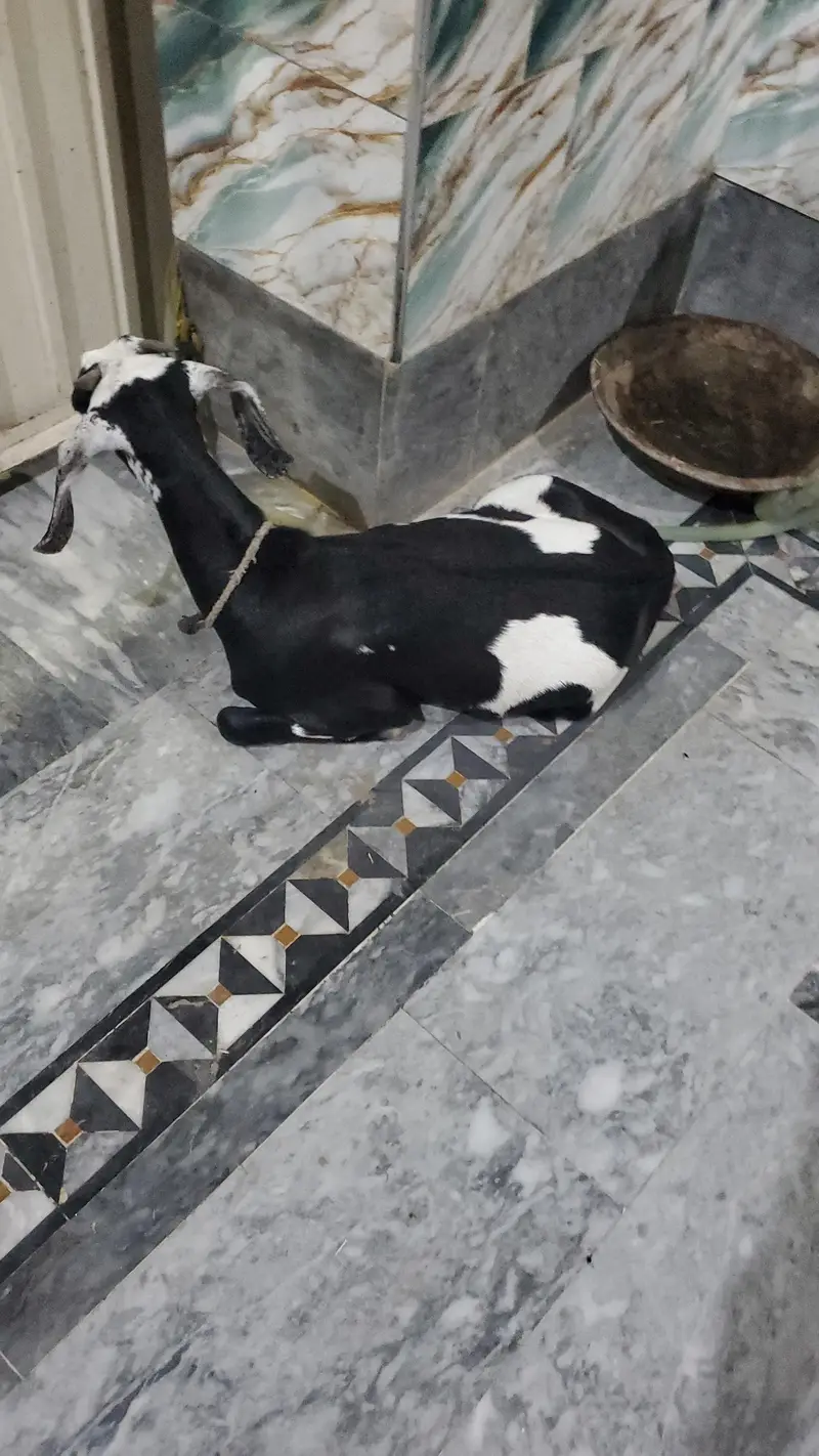 goats — photo 4