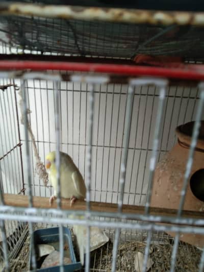 Healthy budgies
