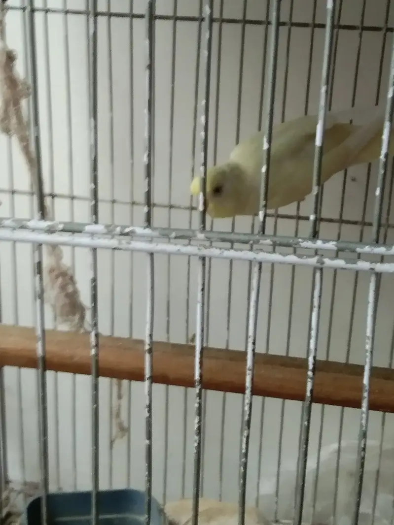Healthy budgies — photo 2