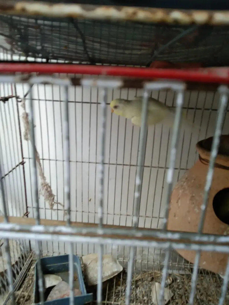 Healthy budgies — photo 3