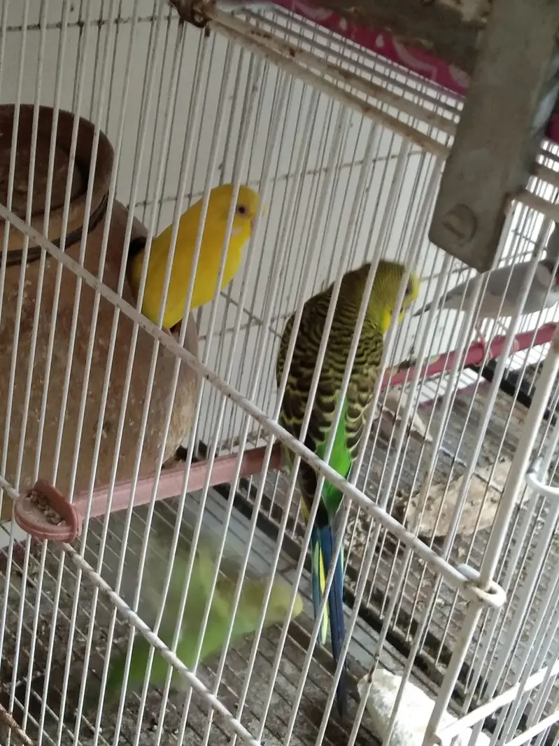 Healthy budgies — photo 4