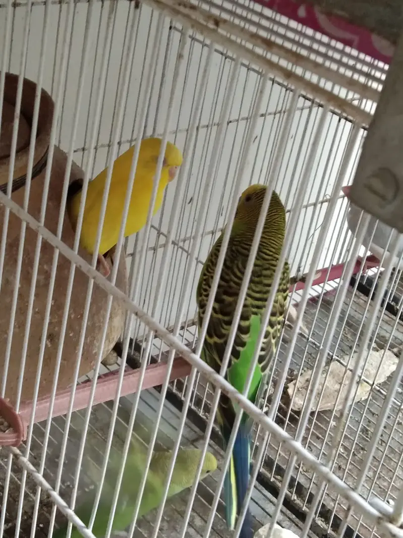Healthy budgies — photo 5