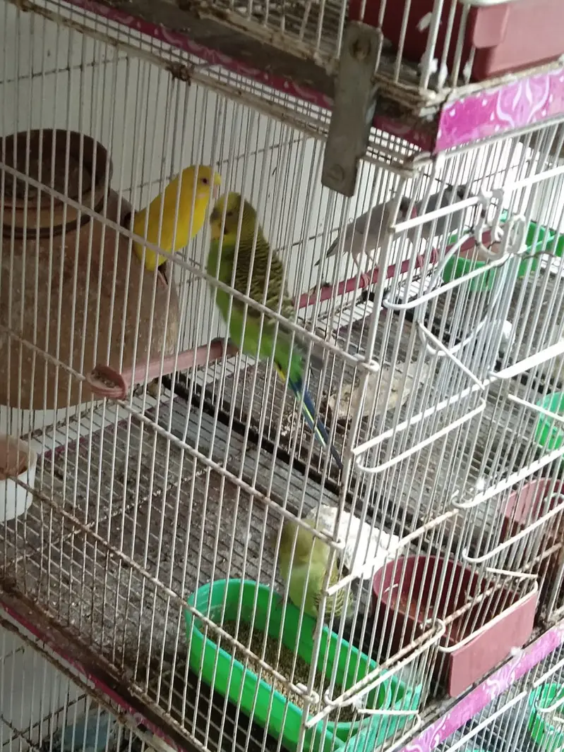 Healthy budgies — photo 6