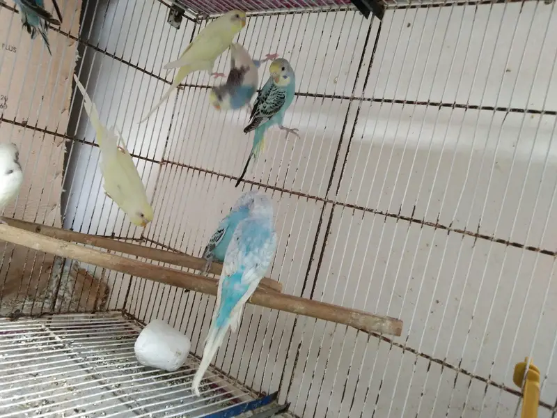 Healthy budgies — photo 7