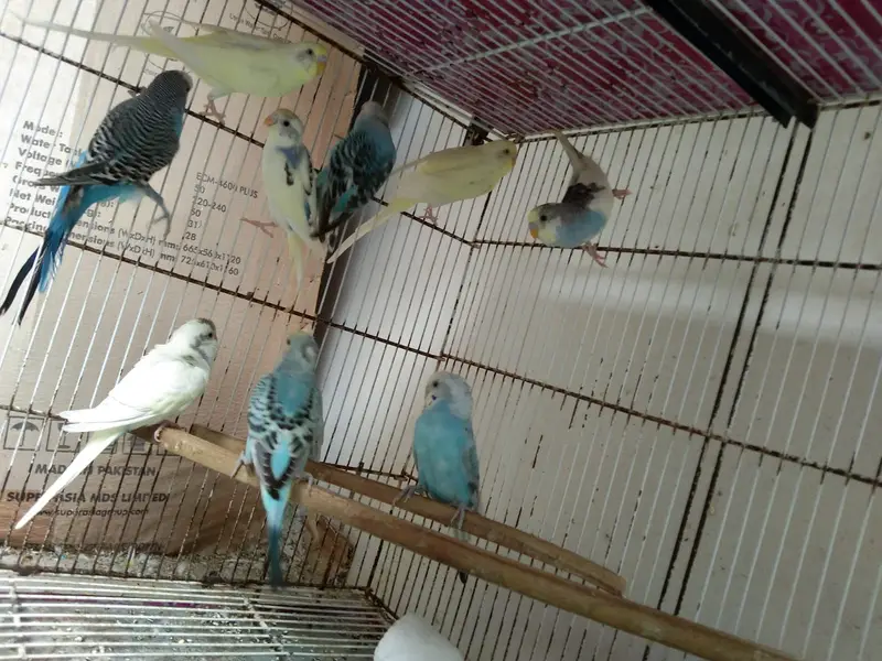Healthy budgies — photo 8