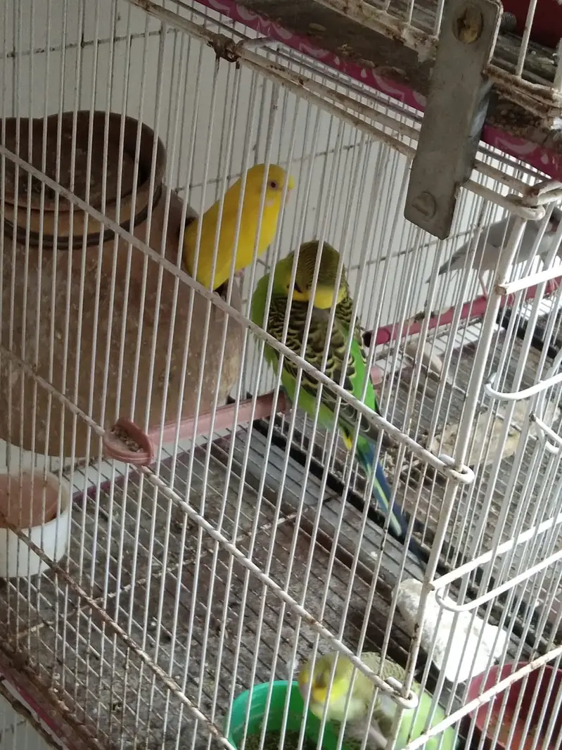 Healthy budgies — photo 9