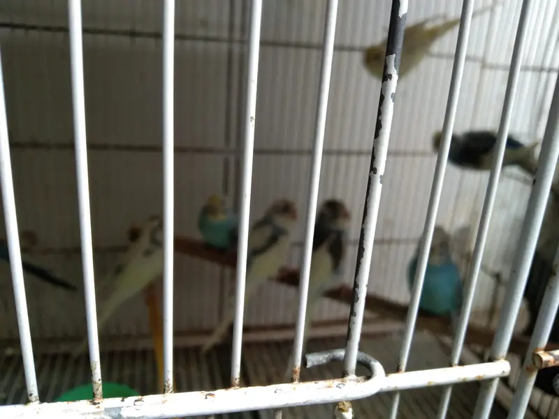 Healthy budgies — photo 10