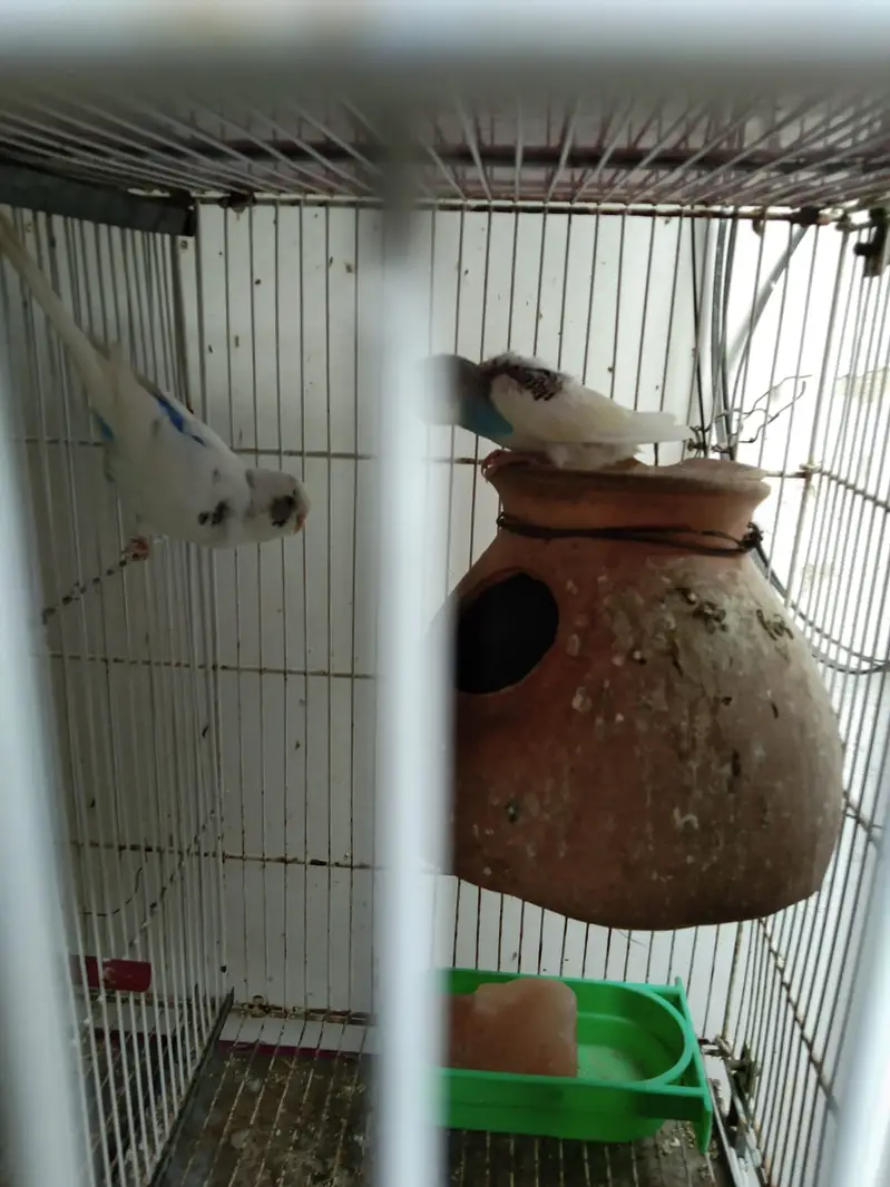 Healthy budgies — photo 11