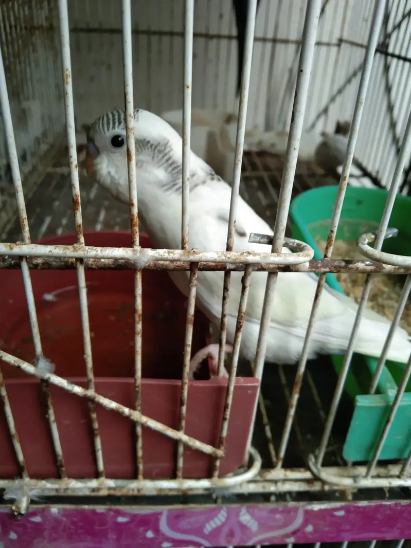 Healthy budgies — photo 12
