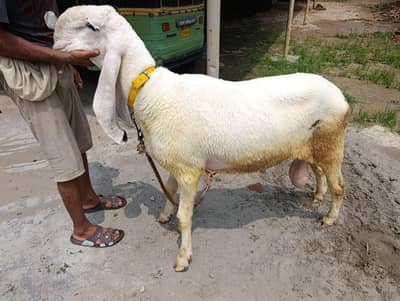 pure Kaljla male for sale