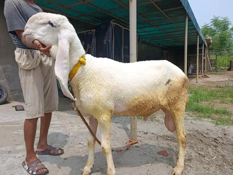 pure Kaljla male for sale — photo 2
