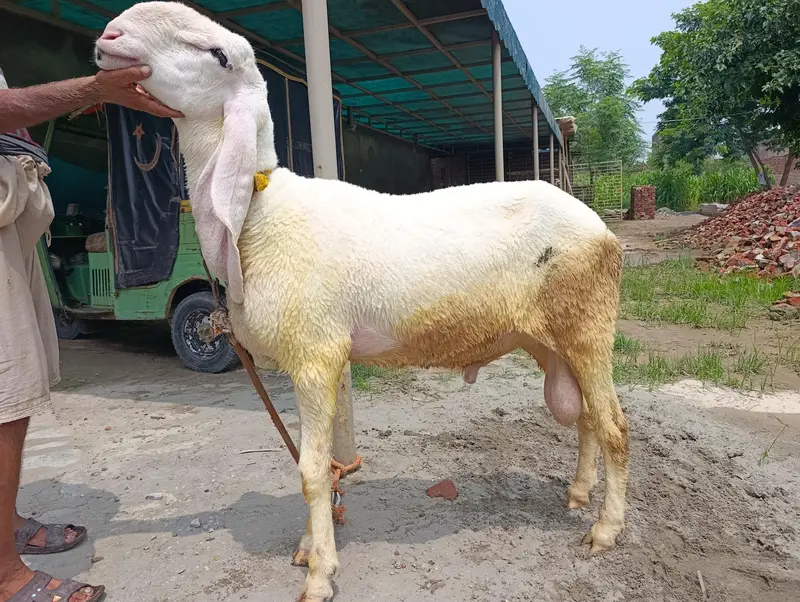 pure Kaljla male for sale — photo 4