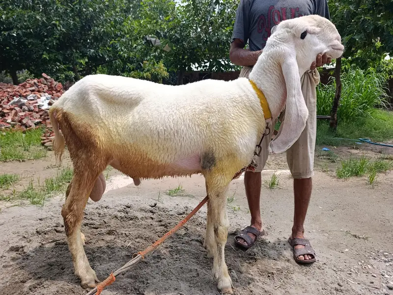 pure Kaljla male for sale — photo 5