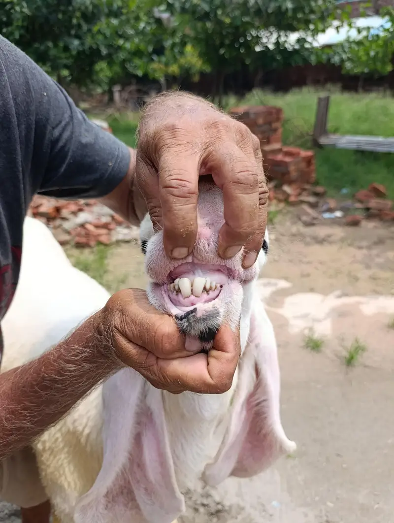 pure Kaljla male for sale — photo 6