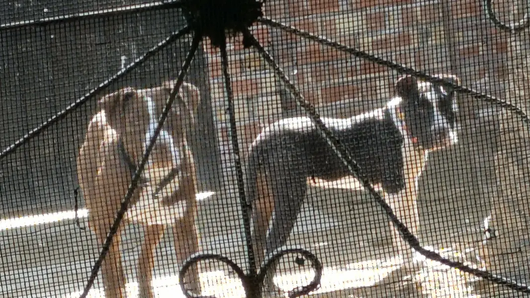 Pitbull pair available — photo 3