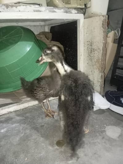 ducks for sale in good price