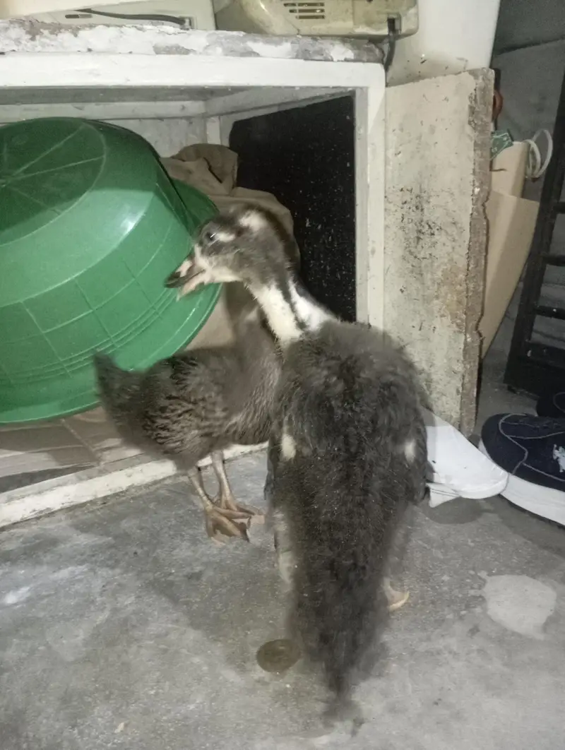 ducks for sale in good price