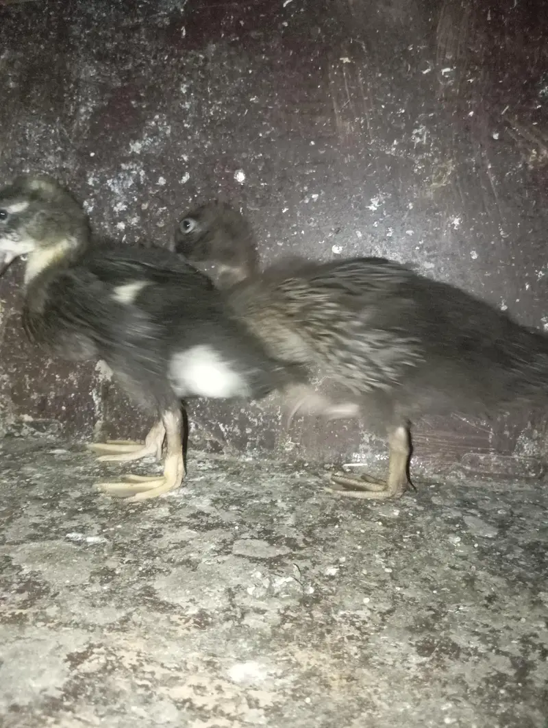 ducks for sale in good price — photo 4