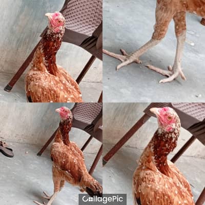 pure aseel  mianwali pair for sale