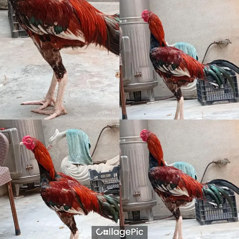 pure aseel  mianwali pair for sale — photo 2