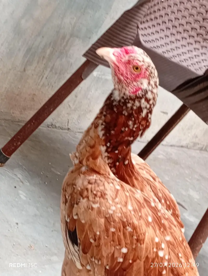 pure aseel  mianwali pair for sale — photo 3