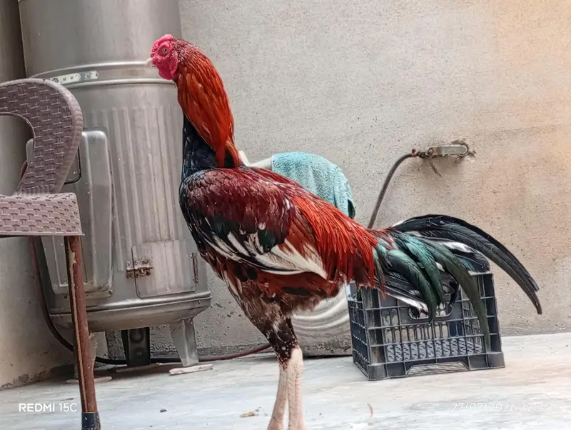 pure aseel  mianwali pair for sale — photo 4