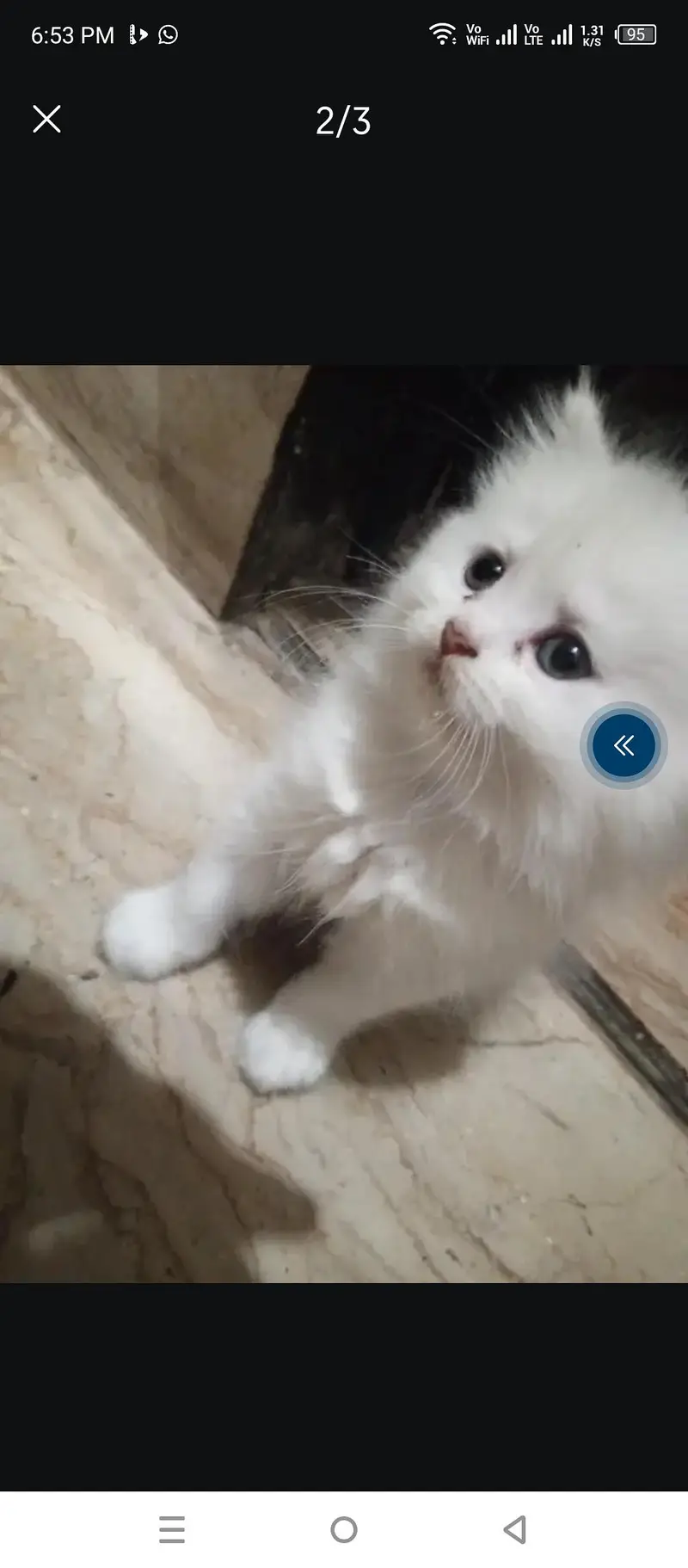 so beautiful Persian kittens for sale — photo 2