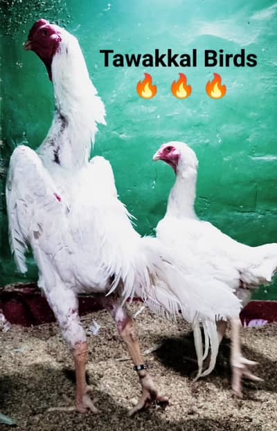 Shamo / Aseel shamo / King shamo / White shamo / German shamo chicks