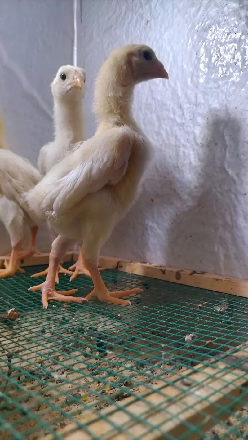 Shamo / Aseel shamo / King shamo / White shamo / German shamo chicks — photo 2
