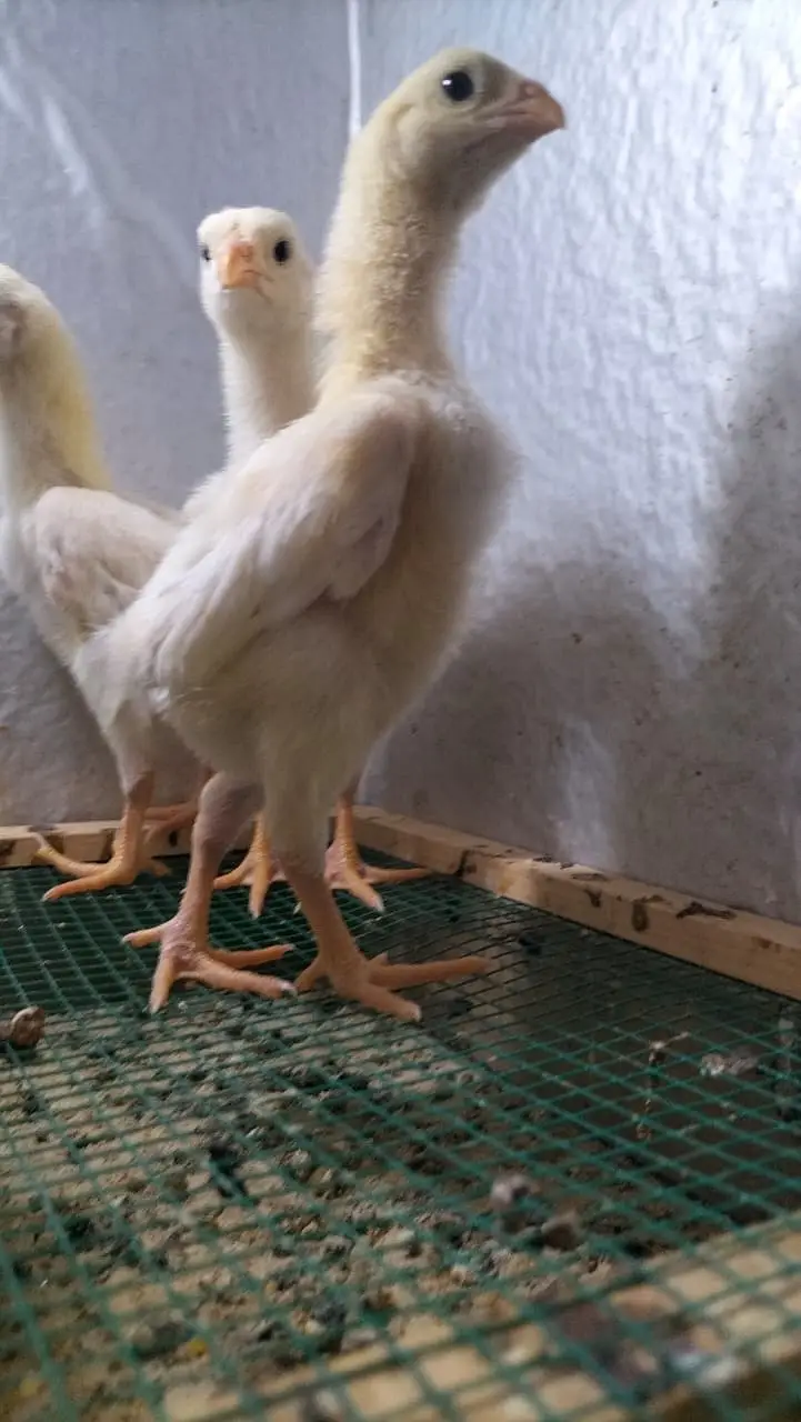 Shamo / Aseel shamo / King shamo / White shamo / German shamo chicks — photo 3