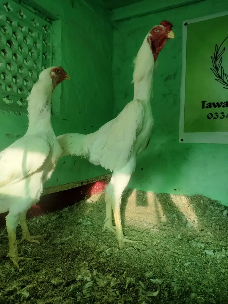 Shamo / Aseel shamo / King shamo / White shamo / German shamo chicks — photo 4