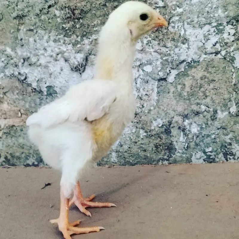 Shamo / Aseel shamo / King shamo / White shamo / German shamo chicks — photo 5