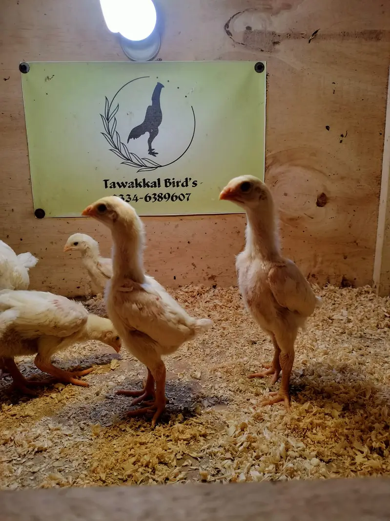 Shamo / Aseel shamo / King shamo / White shamo / German shamo chicks — photo 6
