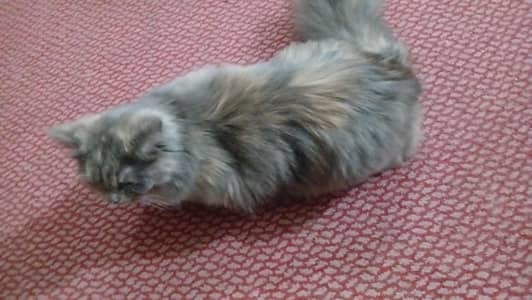 Persian Cat Milli