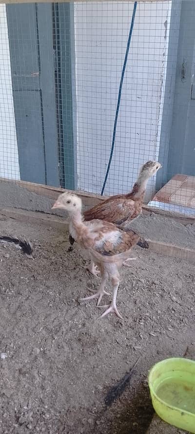 Mianwali chicks