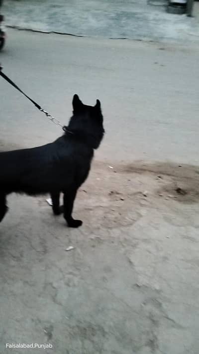 Garman shaft dog double cort