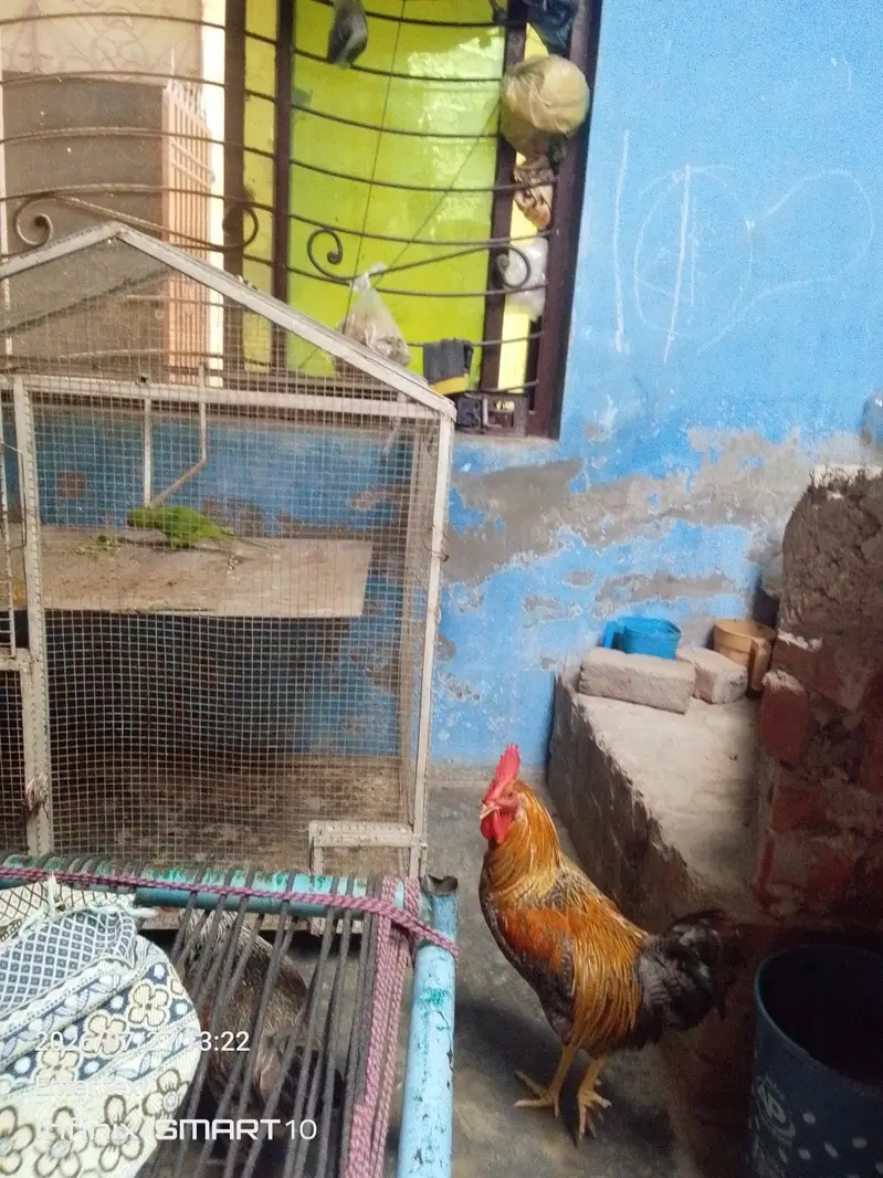 pair with cage — photo 4