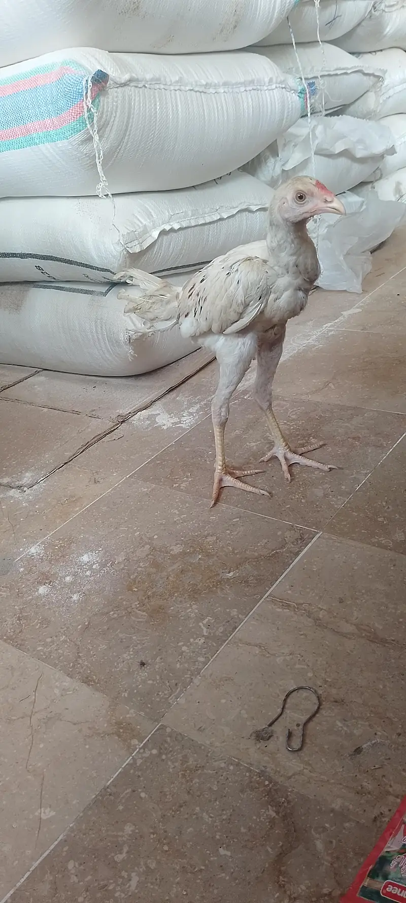 aseel male for sale — photo 2