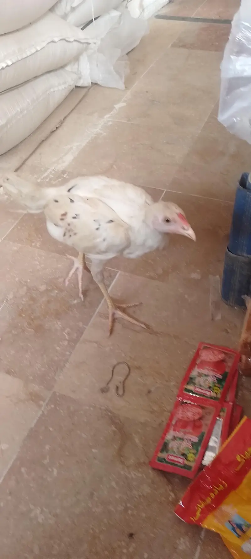aseel male for sale — photo 3