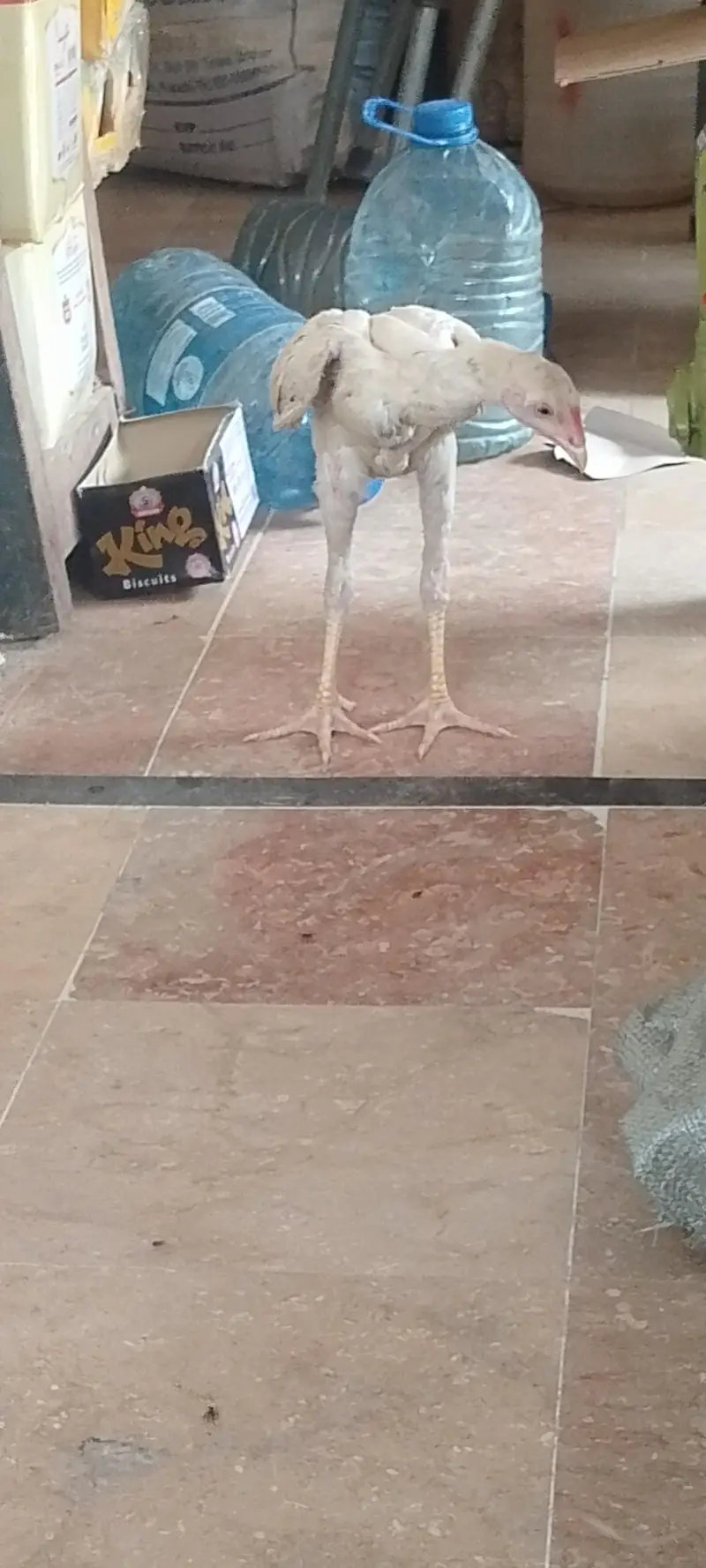 aseel male for sale — photo 4