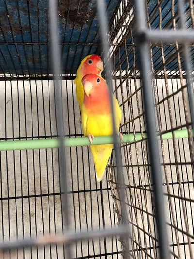 lotino abilo red eye Love birds